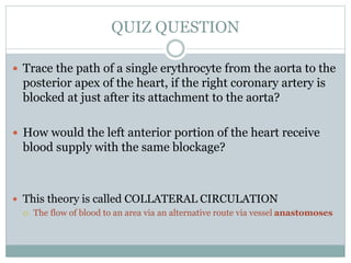 QUIZ QUESTION
 Trace the path of a single erythrocyte from the aorta to the
posterior apex of the heart, if the right coronary artery is
blocked at just after its attachment to the aorta?
 How would the left anterior portion of the heart receive
blood supply with the same blockage?
 This theory is called COLLATERAL CIRCULATION
 The flow of blood to an area via an alternative route via vessel anastomoses
 