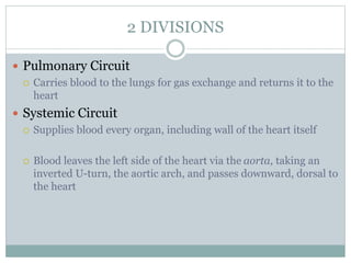 2 DIVISIONS
 Pulmonary Circuit
 Carries blood to the lungs for gas exchange and returns it to the
heart
 Systemic Circuit
 Supplies blood every organ, including wall of the heart itself
 Blood leaves the left side of the heart via the aorta, taking an
inverted U-turn, the aortic arch, and passes downward, dorsal to
the heart
 