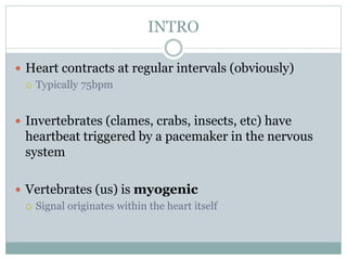 INTRO
 Heart contracts at regular intervals (obviously)
 Typically 75bpm
 Invertebrates (clames, crabs, insects, etc) have
heartbeat triggered by a pacemaker in the nervous
system
 Vertebrates (us) is myogenic
 Signal originates within the heart itself
 