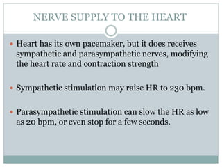 NERVE SUPPLY TO THE HEART
 Heart has its own pacemaker, but it does receives
sympathetic and parasympathetic nerves, modifying
the heart rate and contraction strength
 Sympathetic stimulation may raise HR to 230 bpm.
 Parasympathetic stimulation can slow the HR as low
as 20 bpm, or even stop for a few seconds.
 