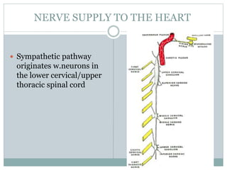 NERVE SUPPLY TO THE HEART
 Sympathetic pathway
originates w.neurons in
the lower cervical/upper
thoracic spinal cord
 