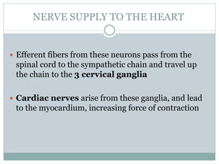 Efferent fibers from these neurons pass from the
spinal cord to the sympathetic chain and travel up
the chain to the 3 cervical ganglia
 Cardiac nerves arise from these ganglia, and lead
to the myocardium, increasing force of contraction
NERVE SUPPLY TO THE HEART
 