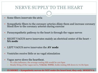 NERVE SUPPLY TO THE HEART
 Some fibers innervate the atria
 Sympathetic fibers to the coronary arteries dilate them and increase coronary
blood flow to the coronary arteries during exercise
 Parasympathetic pathway to the heart is through the vagus nerves
 RIGHT VAGUS nerve innervates mainly an electrical center of the heart –
SA node
 LEFT VAGUS nerve innervates the AV node
 Ventricles receive little or no vagal stimulation
 Vagus nerve slows the heartbeat.
 W.o this influence, the average resting HR would be 100 bpm
 Steady firing of the vagus nerve, VAGAL TONE, holds resting HR down to 70-80 bpm
 IN SHORT – Sympathetic nerves do NOT make the heart beat, they only MODIFY it.
 