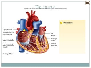 Fig. 19.12-1Copyright © The McGraw-Hill Companies, Inc. Permission required for reproduction or display.
1
1
SA node fires.
Purkinje fibers
Atrioventricular
bundle
Atrioventricular
node
Sinoatrial node
(pacemaker)
Right atrium
Bundle
branches
Left
atrium
Purkinje
fibers
 