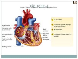 Fig. 19.12-4Copyright © The McGraw-Hill Companies, Inc. Permission required for reproduction or display.
2
3
4
1
1
2
3
4
2
SA node fires.
Excitation spreads through
atrial myocardium.
AV node fires.
Excitation spreads down AV
bundle.
Purkinje fibers
Atrioventricular
bundle
Atrioventricular
node
Sinoatrial node
(pacemaker)
Right atrium
Bundle
branches
Left
atrium
Purkinje
fibers
 