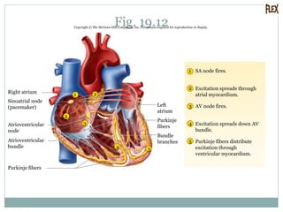 Fig. 19.12Copyright © The McGraw-Hill Companies, Inc. Permission required for reproduction or display.
2
3
4
5
1
1
2
3
4 5
2
SA node fires.
Excitation spreads through
atrial myocardium.
AV node fires.
Excitation spreads down AV
bundle.
Purkinje fibers distribute
excitation through
ventricular myocardium.
Purkinje fibers
Atrioventricular
bundle
Atrioventricular
node
Sinoatrial node
(pacemaker)
Right atrium
Bundle
branches
Left
atrium
Purkinje
fibers
 