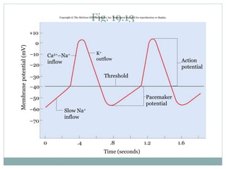 Fig. 19.13Copyright © The McGraw-Hill Companies, Inc. Permission required for reproduction or display.
0
0 .8.4
Membranepotential(mV)
+10
–10
–20
–30
–40
–50
–60
–70
1.61.2
Time (seconds)
Pacemaker
potential
Action
potential
Threshold
K+
outflow
Slow Na+
inflow
Ca2+–Na+
inflow
 