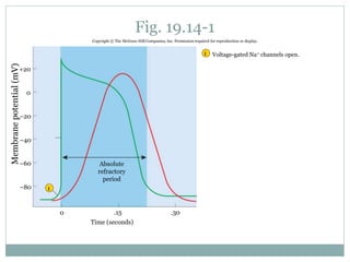 Fig. 19.14-1
0
Voltage-gated Na+ channels open.1
1
Membranepotential(mV)
0
+20
–20
–40
–60
–80
.30
Time (seconds)
.15
Absolute
refractory
period
Copyright © The McGraw-Hill Companies, Inc. Permission required for reproduction or display.
 