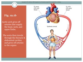 Fig. 19.1b
Aortic arch gives off
arteries that supply
the head, neck, and
upper limbs.
The aorta then travels
through the thoracic &
abdominal cavities
and gives off arteries
to the organs
Copyright © The McGraw-Hill Companies, Inc. Permission required for reproduction or display.
O2-poor,
CO2-rich
blood
O2-rich,
CO2-poor
blood
Systemic circuit
O2
CO2
 