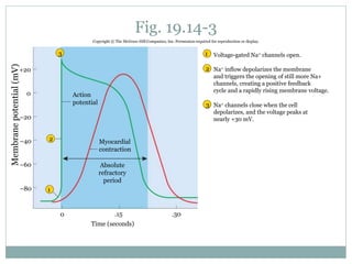 Fig. 19.14-3
0
Voltage-gated Na+ channels open.
Na+ inflow depolarizes the membrane
and triggers the opening of still more Na+
channels, creating a positive feedback
cycle and a rapidly rising membrane voltage.
Na+ channels close when the cell
depolarizes, and the voltage peaks at
nearly +30 mV.
1
2
3
1
2
3
Membranepotential(mV)
0
+20
–20
–40
–60
–80
.30
Time (seconds)
.15
Absolute
refractory
period
Myocardial
contraction
Action
potential
Copyright © The McGraw-Hill Companies, Inc. Permission required for reproduction or display.
 