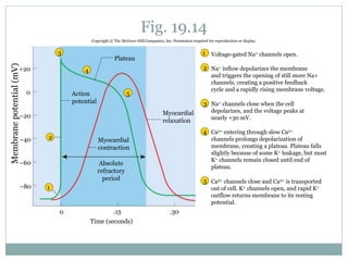 Fig. 19.14
0
Voltage-gated Na+ channels open.
Na+ inflow depolarizes the membrane
and triggers the opening of still more Na+
channels, creating a positive feedback
cycle and a rapidly rising membrane voltage.
Na+ channels close when the cell
depolarizes, and the voltage peaks at
nearly +30 mV.
Ca2+ entering through slow Ca2+
channels prolongs depolarization of
membrane, creating a plateau. Plateau falls
slightly because of some K+ leakage, but most
K+ channels remain closed until end of
plateau.
Ca2+ channels close and Ca2+ is transported
out of cell. K+ channels open, and rapid K+
outflow returns membrane to its resting
potential.
1
2
3
4
5
1
2
3
4
5
Membranepotential(mV)
0
+20
–20
–40
–60
–80
Plateau
Myocardial
relaxation
.30
Time (seconds)
.15
Absolute
refractory
period
Myocardial
contraction
Action
potential
Copyright © The McGraw-Hill Companies, Inc. Permission required for reproduction or display.
 