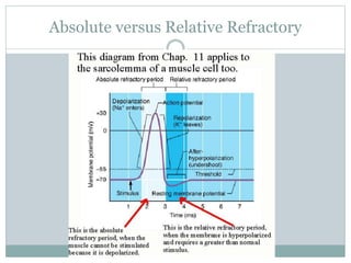 Absolute versus Relative Refractory
 