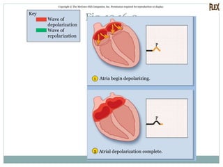 Fig. 19.16-2
Copyright © The McGraw-Hill Companies, Inc. Permission required for reproduction or display.
1
2
P
P
Wave of
depolarization
Wave of
repolarization
Atria begin depolarizing.
Atrial depolarization complete.
Key
 