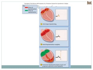 Fig. 19.16-3
Copyright © The McGraw-Hill Companies, Inc. Permission required for reproduction or display.
1
2
Q
R
P
P
P
3
Wave of
depolarization
Wave of
repolarization
Atria begin depolarizing.
Atrial depolarization complete.
Ventricular depolarization begins at apex and
progresses superiorly as atria repolarize.
Key
 