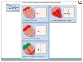 Fig. 19.16-4
Copyright © The McGraw-Hill Companies, Inc. Permission required for reproduction or display.
1 4
2
S
Q
R
P
Q
R
P
P
P
3
Wave of
depolarization
Wave of
repolarization
Atria begin depolarizing.
Atrial depolarization complete.
Ventricular depolarization begins at apex and
progresses superiorly as atria repolarize.
Ventricular depolarization complete.
Key
 