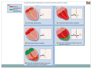 Fig. 19.16-5
Copyright © The McGraw-Hill Companies, Inc. Permission required for reproduction or display.
5
1 4
2
T
S
Q
R
P
S
Q
R
P
Q
R
P
P
P
3
Wave of
depolarization
Wave of
repolarization
Atria begin depolarizing.
Atrial depolarization complete.
Ventricular depolarization begins at apex and
progresses superiorly as atria repolarize.
Ventricular repolarization begins at apex and
progresses superiorly.
Ventricular depolarization complete.
Key
 
