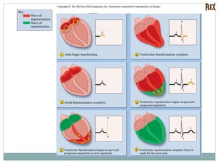 Fig. 19.16
Copyright © The McGraw-Hill Companies, Inc. Permission required for reproduction or display.
5
6
1 4
2
T
S
Q
R
P
T
S
Q
R
P
S
Q
R
P
Q
R
P
P
P
3
Wave of
depolarization
Wave of
repolarization
Atria begin depolarizing.
Atrial depolarization complete.
Ventricular depolarization begins at apex and
progresses superiorly as atria repolarize.
Ventricular repolarization complete; heart is
ready for the next cycle.
Ventricular repolarization begins at apex and
progresses superiorly.
Ventricular depolarization complete.
Key
 