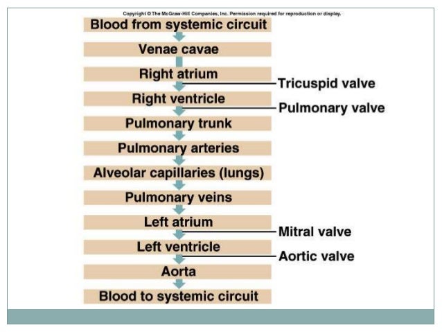 Parts Of The Lungs Quizlet Images - How To Guide And Refrence