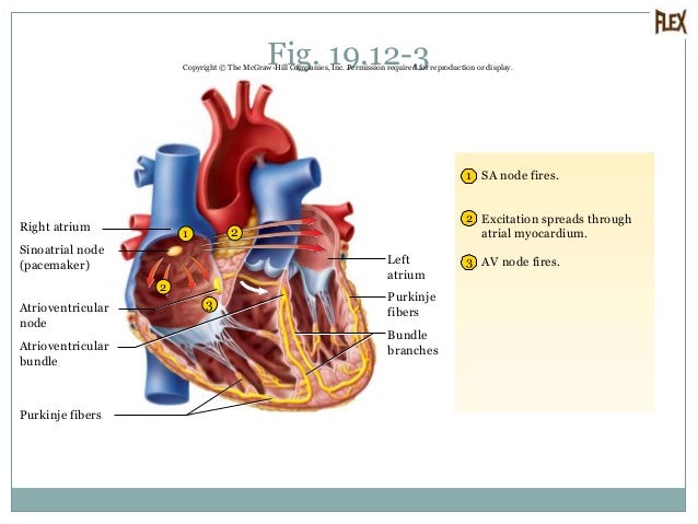 Circulatory System 19.1-19.2