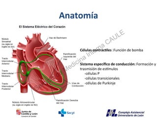Anatomía	
  

                                                     U LE
                                          a CA
   ...