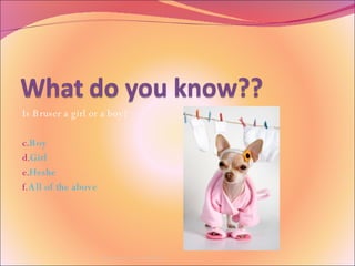 Is Bruser a girl or a boy? Boy  Girl Heshe  All of the above By Avery, Tess, and Daisy 