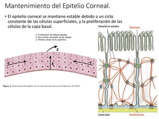 Mantenimiento del Epitelio Corneal.
• El epitelio corneal se mantiene estable debido a un ciclo
constante de las células superficiales, y la proliferación de las
células de la capa basal.
 