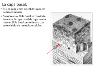 La capa basal:
• Es una capa única de células capaces
de hacer mitosis.
• Cuando una célula basal se convierte
en alada, la capa basal da lugar a una
nueva célula basal permitiendo con
esto el ciclo de reemplazo celular.
 