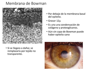 Membrana de Bowman
• Por debajo de la membrana basal
del epitelio.
• Grosor 12
• Es una una condensación de
colágeno y proteoglicanos.
• Aún sin capa de Bowman puede
haber epitelio sano
• Si se llegara a dañar, se
remplazaría por tejido no
transparente.
 