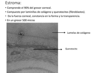 Estroma:
• Comprende el 90% del grosor corneal.
• Compuesto por laminillas de colágeno y queratocitos (fibroblastos).
• Da la fuerza corneal, constancia en la forma y la transparencia.
• En un grosor 500 micras
Lamelas de colágeno
Queratocito
 