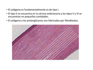 • El colágeno es fundamentalmente es de tipo I.
• El tipo II se encuentra en la córnea embrionaria y los tipos V y VI se
encuentran en pequeñas cantidades.
• El colágeno y los proteoglicanos son fabricados por fibroblastos.
 
