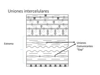 Uniones intercelulares
Estroma Uniones
Comunicantes
“Gap”
 