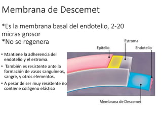 Membrana de Descemet
*Es la membrana basal del endotelio, 2-20
micras grosor
*No se regenera
• Mantiene la adherencia del
endotelio y el estroma.
• También es resistente ante la
formación de vasos sanguíneos,
sangre, y otros elementos.
• A pesar de ser muy resistente no
contiene colágeno elástico
 