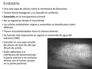 Endotelio
• Una sola capa de células cubre la membrana de Descemet
• Tienen forma hexagonal, y su tamaño es uniforme.
• Esenciales en la transparencia corneal
• No se regeneran desde el nacimiento
• Las células endoteliales migran y aumentan su tamaño para cubrir
defectos.
• Tienen microvellosidades hacia la cámara anterior
• Su función más importante es regular el contenido de agua del
estroma (78%)
• Consiste en una capa sencilla
de células de 5μm de alto por
20 μm de ancho.
• Están adheridas a la
membrana de Descement por
la parte anterior y en contacto
directo con el humor acuoso
en su parte posterior.
 