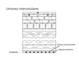 Uniones intercelulares
Endotelio
Mácula occludens
Uniones comunicantes
 