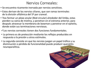 Nervios Corneales:
• Se encuentra ricamente inervada por nervios sensitivos.
• Estos derivan de los nervios ciliares, que son ramas terminales
de la división oftálmica del 5º par craneal.
• Tras formar un plexo anular (Red circular) alrededor del limbo, estas
pierden su vaina de mielina, y penetran en el estroma anterior, para
después atravesar la membrana de bowman y penetrar en el epitelio,
donde están sus terminaciones nerviosas.
Los nervios corneales tienen dos funciones fundamentales.
• La primera es de protección mediante los reflejos producidos en
respuesta a la presión u otros estímulos.
• La segunda consiste en que los nervios juegan un papel trófico y su
disminución o pérdida de funcionalidad puede producir queratitis
neuroparalítica.
 