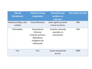 Tipo de
Receptores:
Estímulo al que
responden:
Sensación que
produce su
estimulo:
Inervación corneal:
Mecánicos (Bajo y alto
umbral).
Fuerza Mecánica. Dolor agudo punzante
al tocar la córnea.
20%
Polimodales. Temperaturas
Extremas.
Irritantes químicos.
Mediadores
Endógenos de
inflamación
Irritación sostenida
asociada a la
cicatrización.
70%
Frio. Frio. Evocan sensaciones
de frio.
100%
 