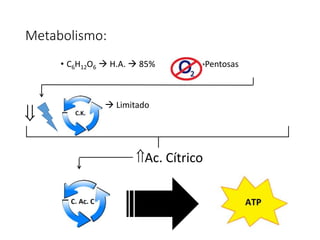 Metabolismo:
• C6H12O6  H.A.  85%  >Pentosas
 Limitado
Ac. Cítrico

 