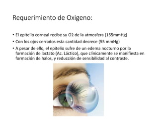 Requerimiento de Oxigeno:
• El epitelio corneal recibe su O2 de la atmosfera (155mmHg)
• Con los ojos cerrados esta cantidad decrece (55 mmHg)
• A pesar de ello, el epitelio sufre de un edema nocturno por la
formación de lactato (Ac. Láctico), que clínicamente se manifiesta en
formación de halos, y reducción de sensibilidad al contraste.
 
