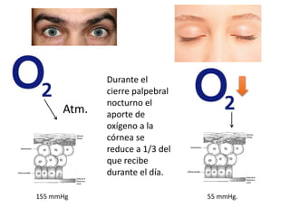 Atm.
155 mmHg 55 mmHg.
Durante el
cierre palpebral
nocturno el
aporte de
oxígeno a la
córnea se
reduce a 1/3 del
que recibe
durante el día.
 