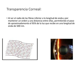 Transparencia Corneal:
• Al ser el radio de las fibras inferior a la longitud de onda y por
mantener un orden y una distancia entre ellas, permitiendo el paso
de aproximadamente el 95% de la luz que recibe en una longitud de
onda de 500 nm.
 