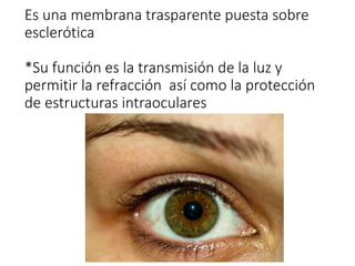 Es una membrana trasparente puesta sobre
esclerótica
*Su función es la transmisión de la luz y
permitir la refracción así como la protección
de estructuras intraoculares
 