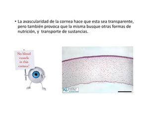 • La avascularidad de la cornea hace que esta sea transparente,
pero también provoca que la misma busque otras formas de
nutrición, y transporte de sustancias.
 