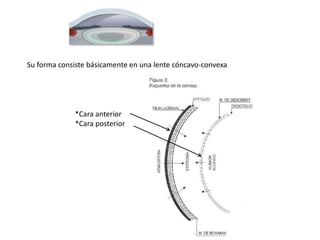 *Cara anterior
*Cara posterior
Su forma consiste básicamente en una lente cóncavo-convexa
 