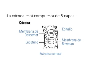 La córnea está compuesta de 5 capas :
 