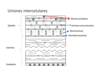 Uniones intercelulares
Hemidesmosomas
Epitelio
Estroma
Endotelio
Desmosomas
Zónula occludens
Uniones comunicantes
 