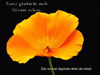 Toate gândurile mele îţi sunt sclave, Dar n u mai depinde nimic de mine! 