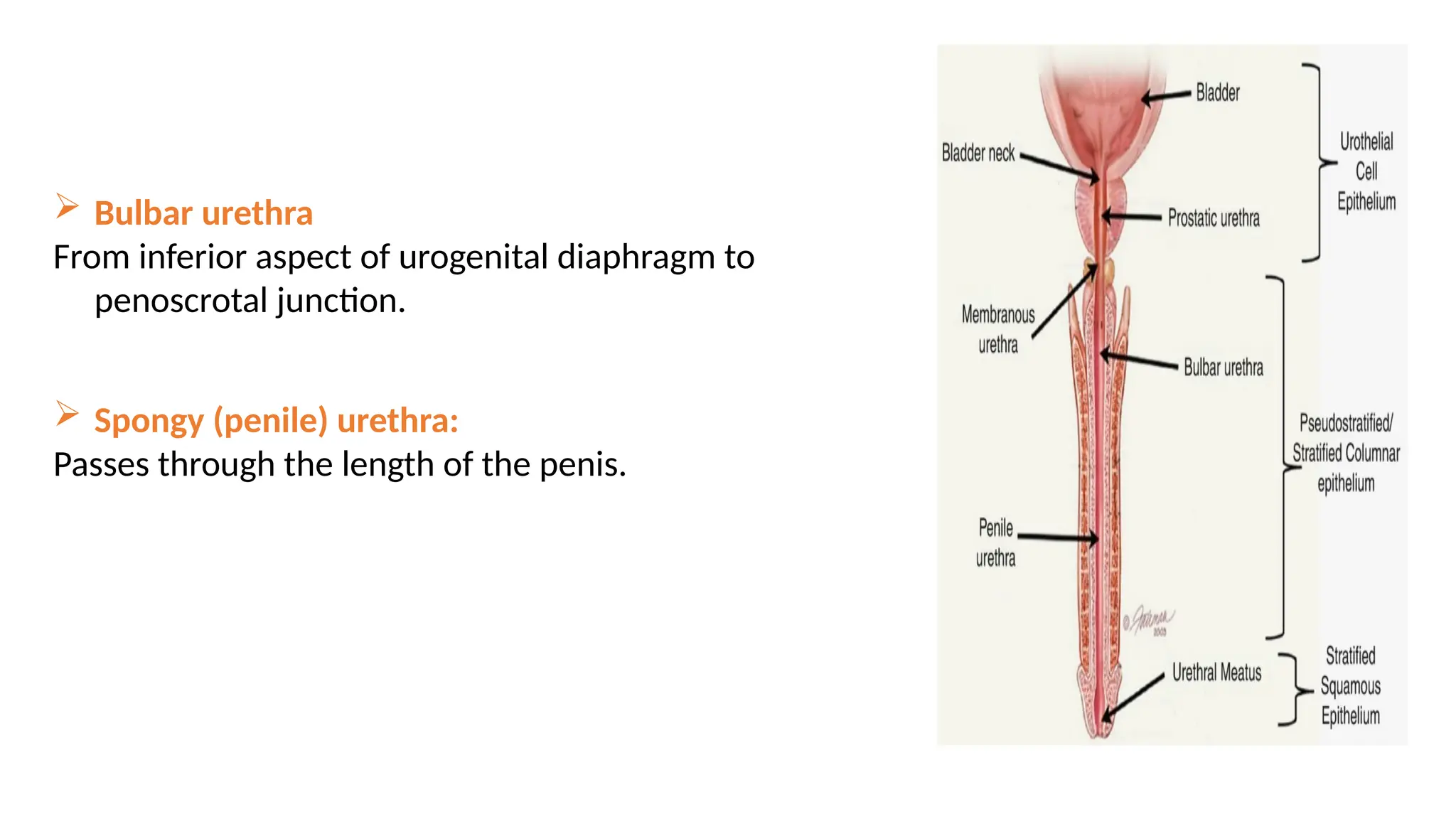  Bulbar urethra
From inferior aspect of urogenital diaphragm to
penoscrotal junction.
 Spongy (penile) urethra:
Passes through the length of the penis.
 