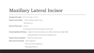Maxillary Lateral Incisor
•Average tooth length : 21.5-23 mm (avg : 22 mm)
•Shape of pulp chamber : - Similar maxillary central incisor
- Two pulp horns
•Roots and Root canals : - Conical
- Finer diameter than that of maxillary central incisor
•Clinically Significant Attributes : - Majority of roots have distal curve (53%); others have straight (30%)
- Labial perforation most common iatrogenic error
•Shape of Access Preparation : - Similar to central incisors
•Most common Anomalies : - Dens invaginatus
- Talon cusp ( Dens evaginatus)
- Palatogingival groove
 