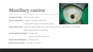 Maxillary canine
•Average tooth length : - 26-28 mm (avg : 27 mm)
•Shape of pulp chamber : - Largest of any single rooted tooth
- Labiopalatally triangular, mesiodistally narrower
•Roots and Root canals : - Single root, large (Straight roots in 39% of cases, whereas in 32% the roots curved distally)
- Wider labiopalatally than mesiodistally
•Clinically Significant Attributes : - Straight root
- Lateral canal present (30% cases)
•Shape of Access Preparation : - Circular to ovoid
•Most common Anomalies : - Two roots in rare cases
 