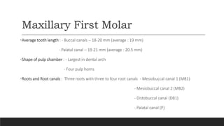 Maxillary First Molar
•Average tooth length : - Buccal canals – 18-20 mm (average : 19 mm)
- Palatal canal – 19-21 mm (average : 20.5 mm)
•Shape of pulp chamber : - Largest in dental arch
- Four pulp horns
•Roots and Root canals : Three roots with three to four root canals - Mesiobuccal canal 1 (MB1)
- Mesiobuccal canal 2 (MB2)
- Distobuccal canal (DB1)
- Palatal canal (P)
 